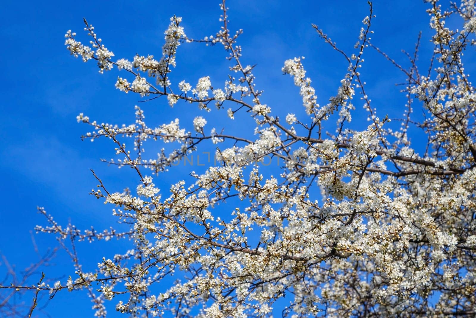 White cherry blossoms on blue spring sky background