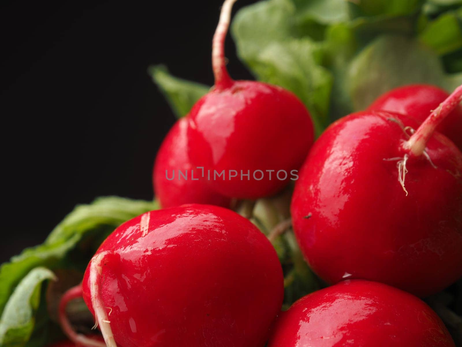 Close up of fresh organic radishes on a dark background