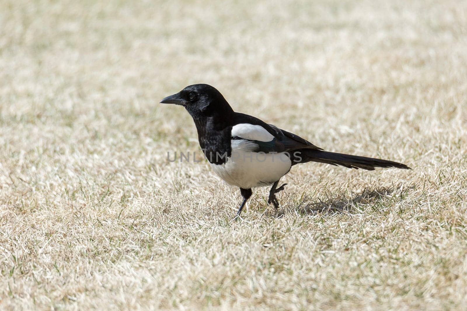 Eurasian Magpie Walking on Grass.