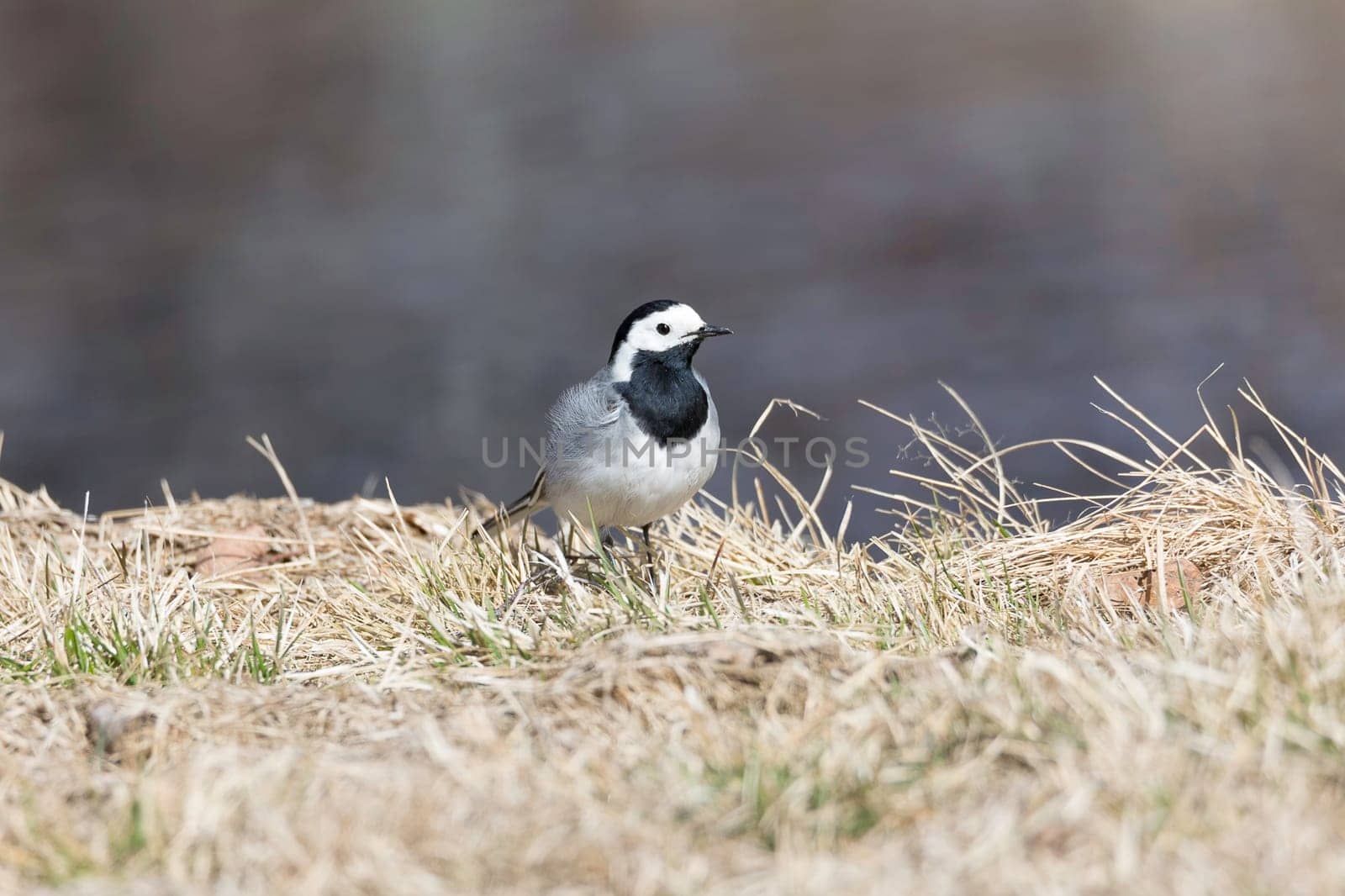 White Wagtail in Grass close up.