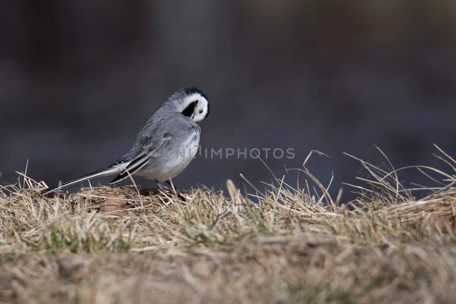 White Wagtail Cleaning Feathers in grass.