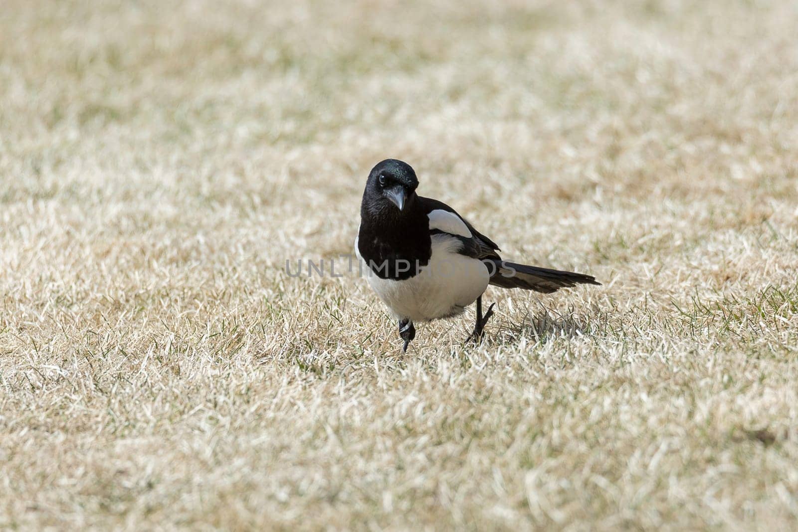 Eurasian Magpie Walking on Grass.