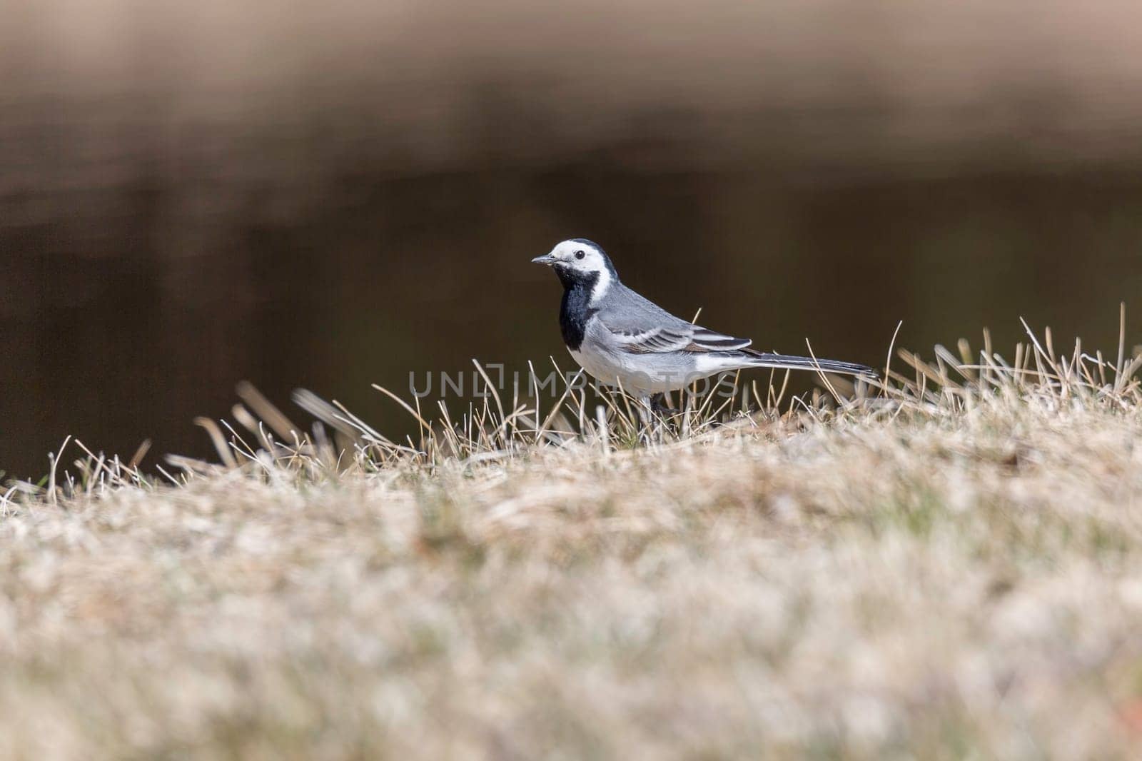 White Wagtail in Grass close up.