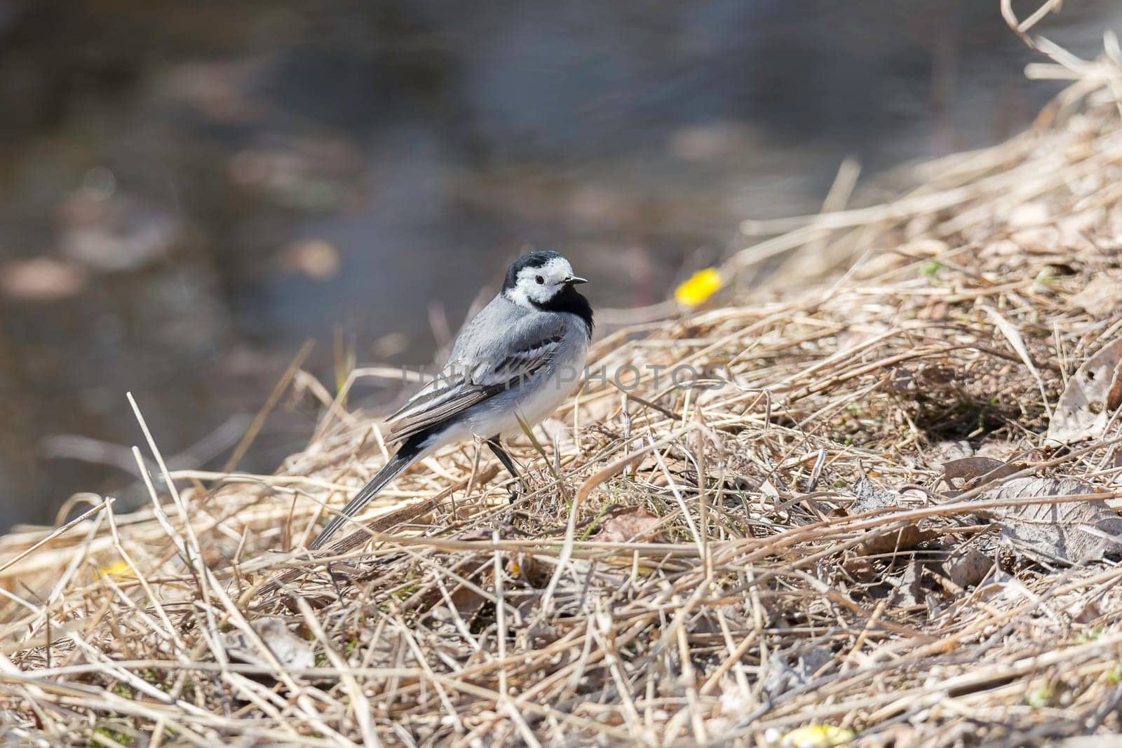White Wagtail in Grass close up.