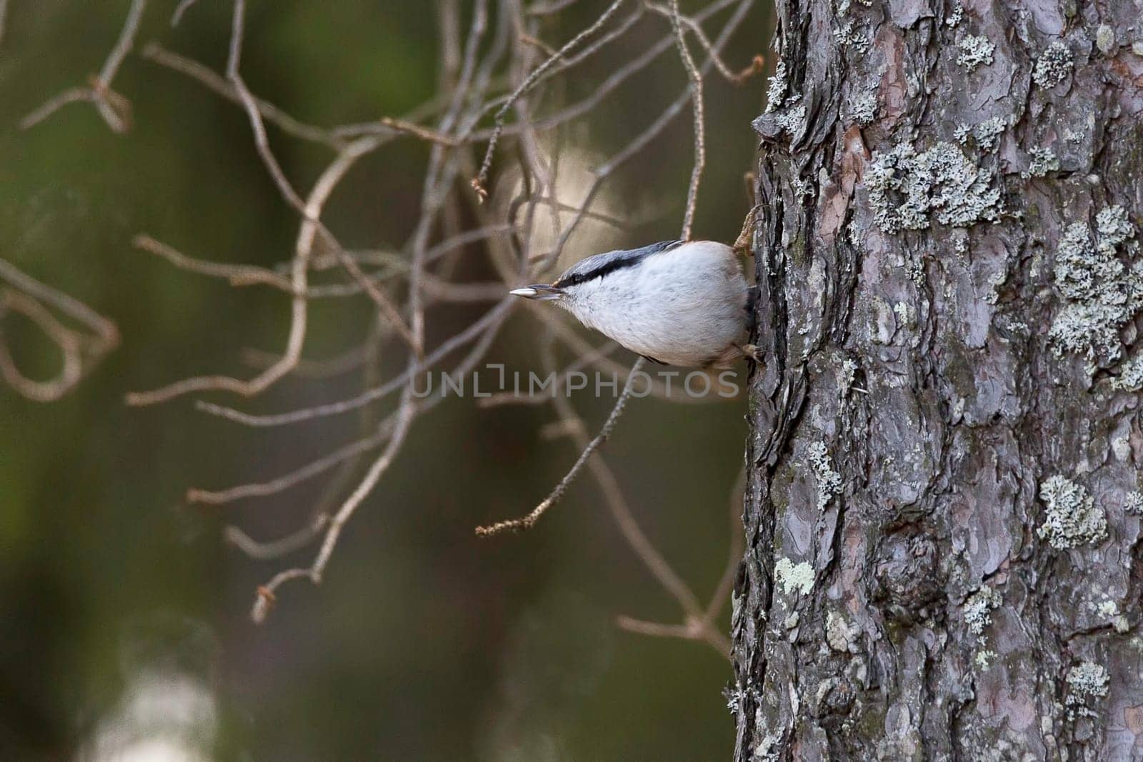 Eurasian Nuthatch sitting on Tree with seed in its bill.