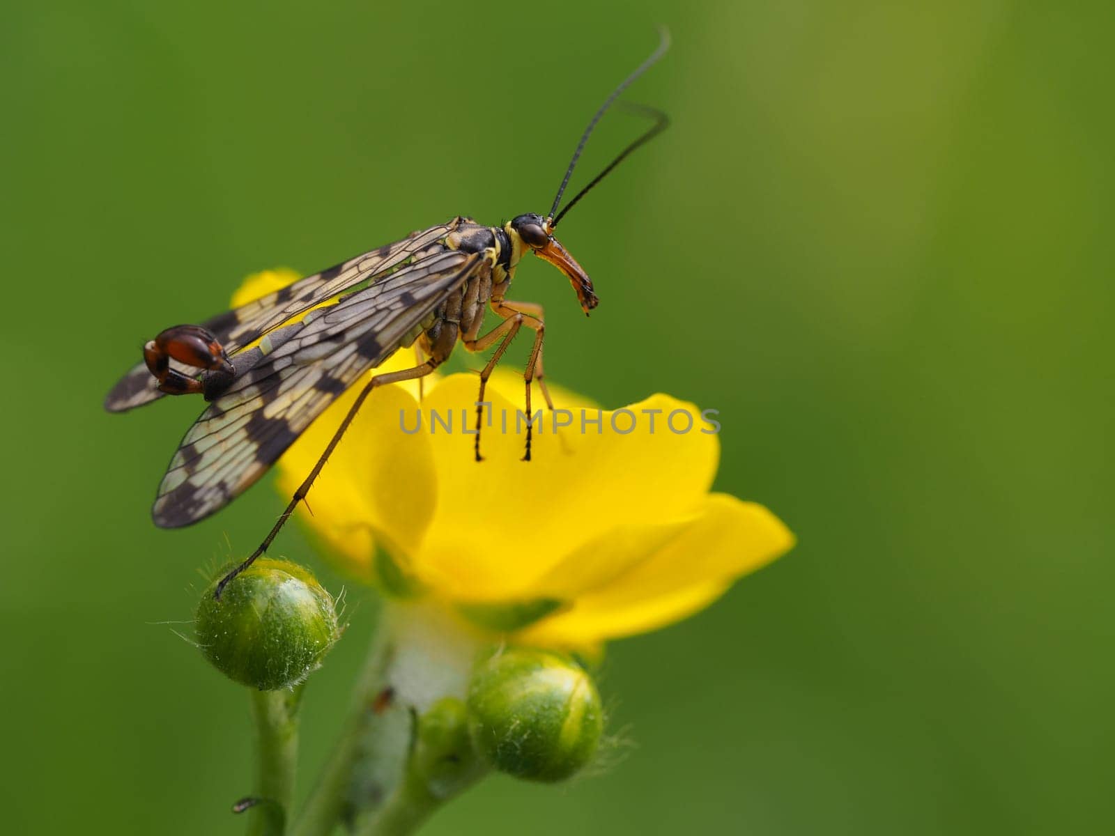 Scorpion fly