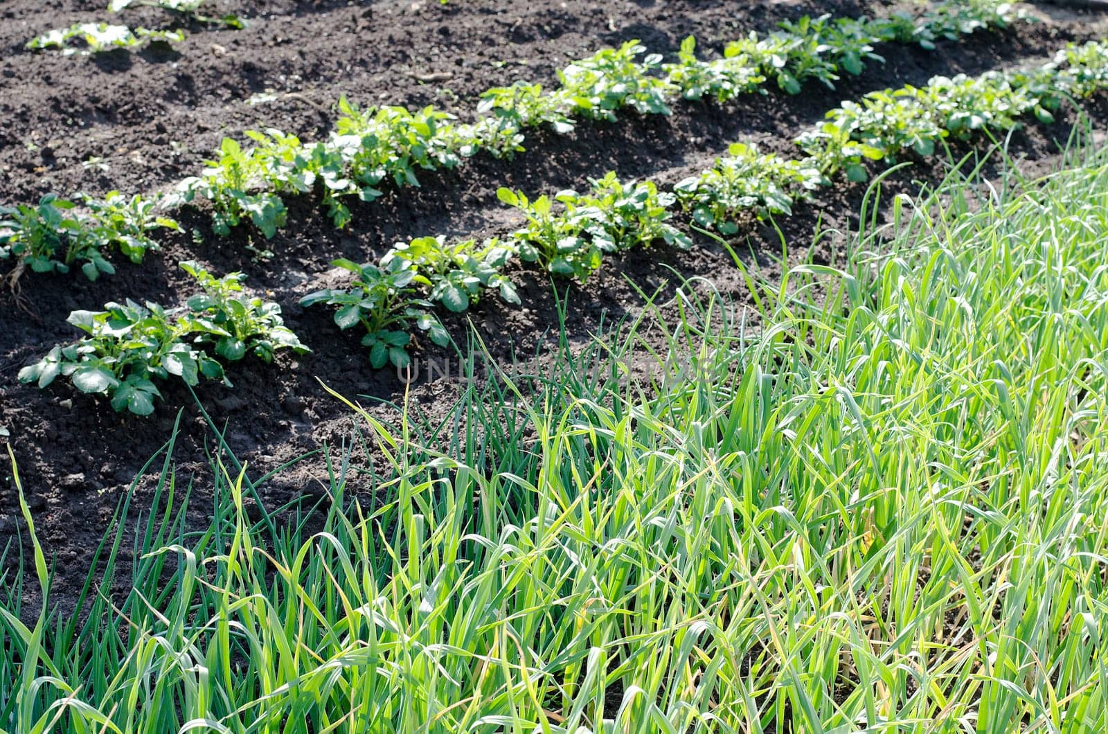 Garlic plantation in the vegetable garden