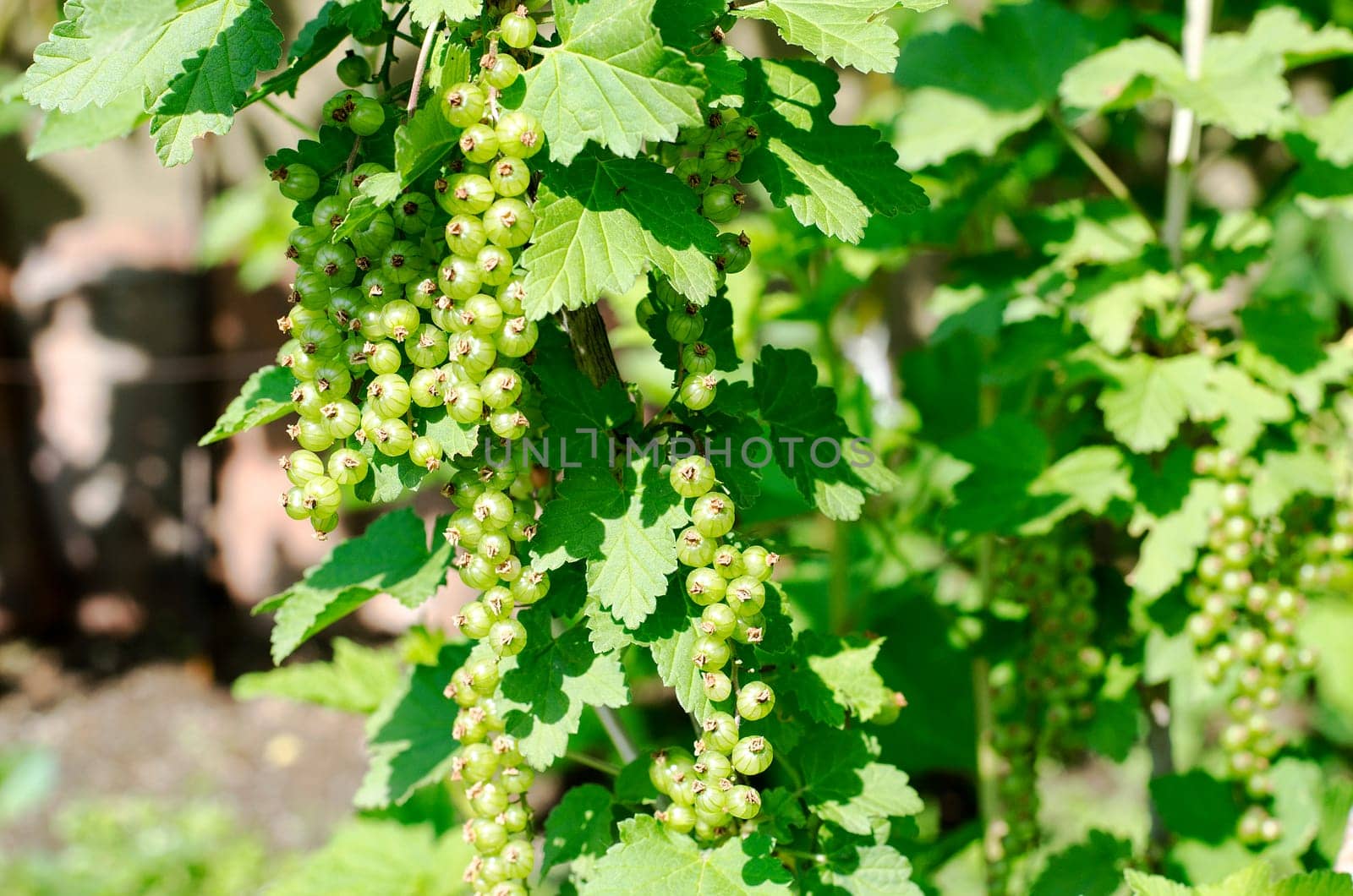 Blackcurrant growing in home garden