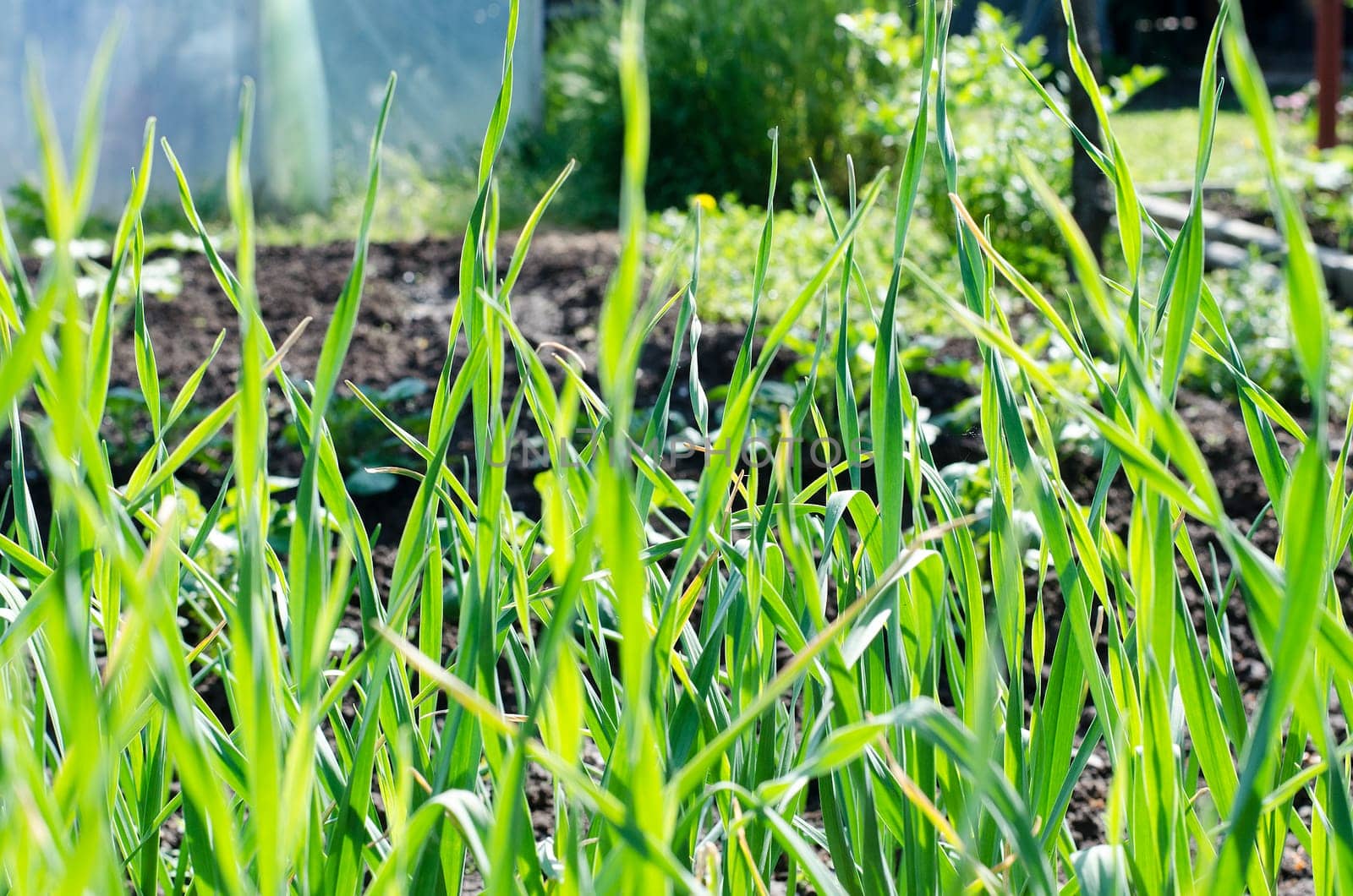 Garlic plantation in the vegetable garden