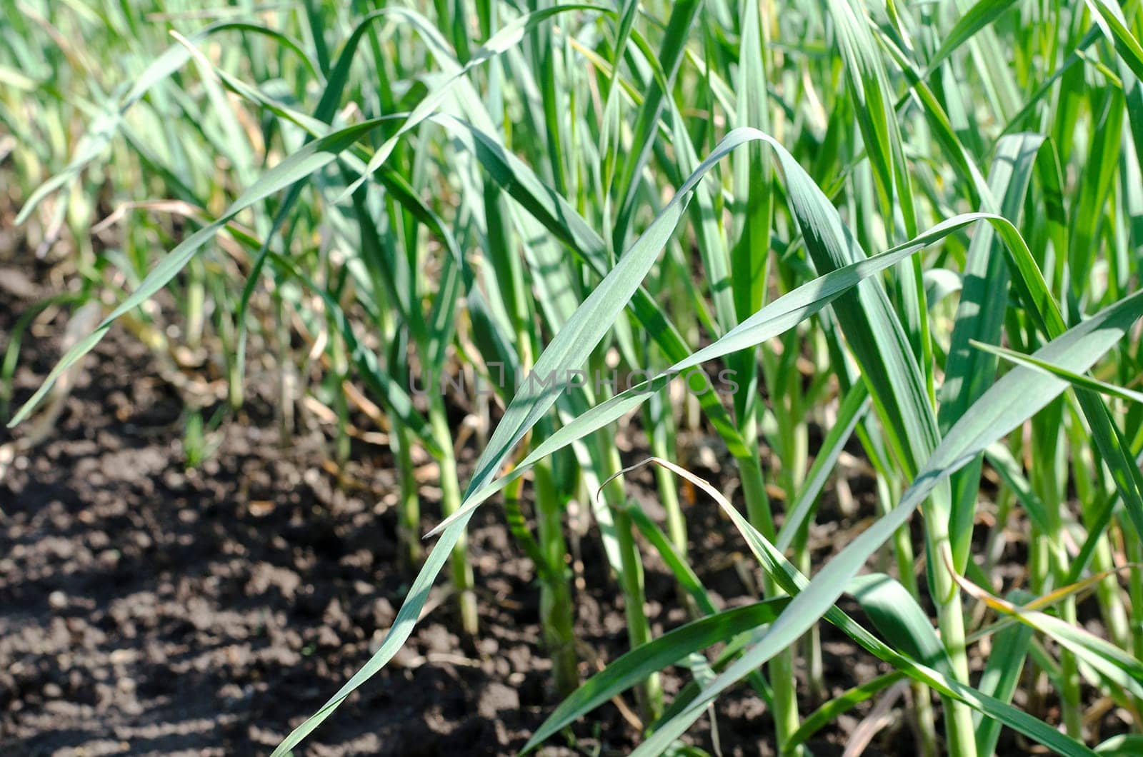Garlic plantation in the vegetable garden