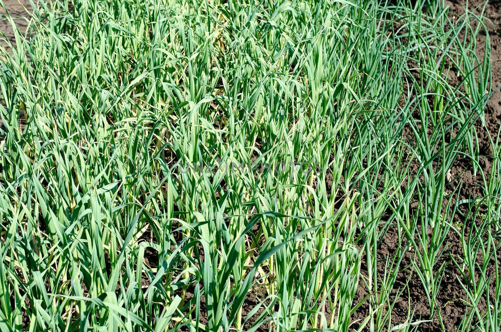 Garlic plantation in the vegetable garden