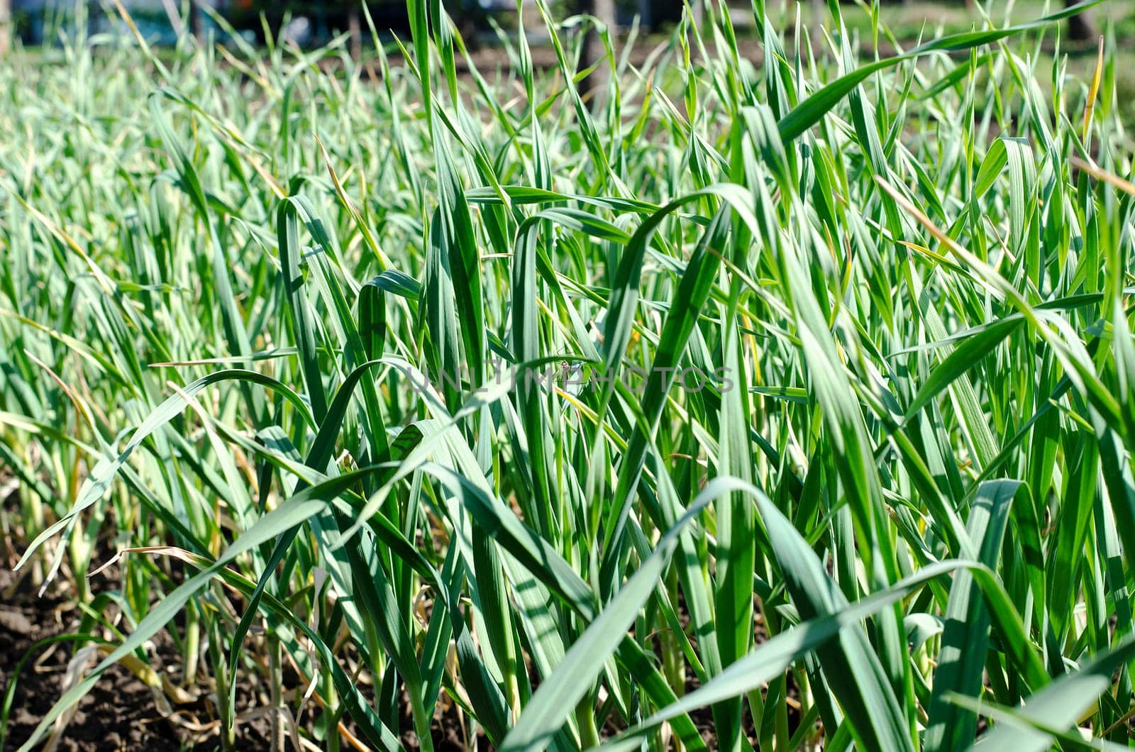 Garlic plantation in the vegetable garden