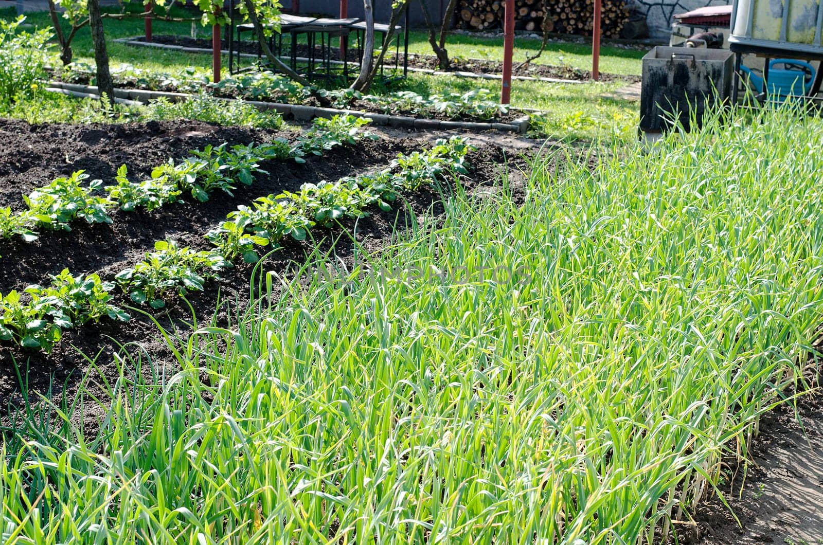 Garlic plantation in the vegetable garden
