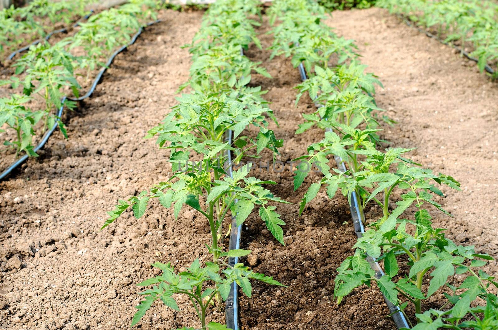 Newly planted tomato shoots in greenhouse