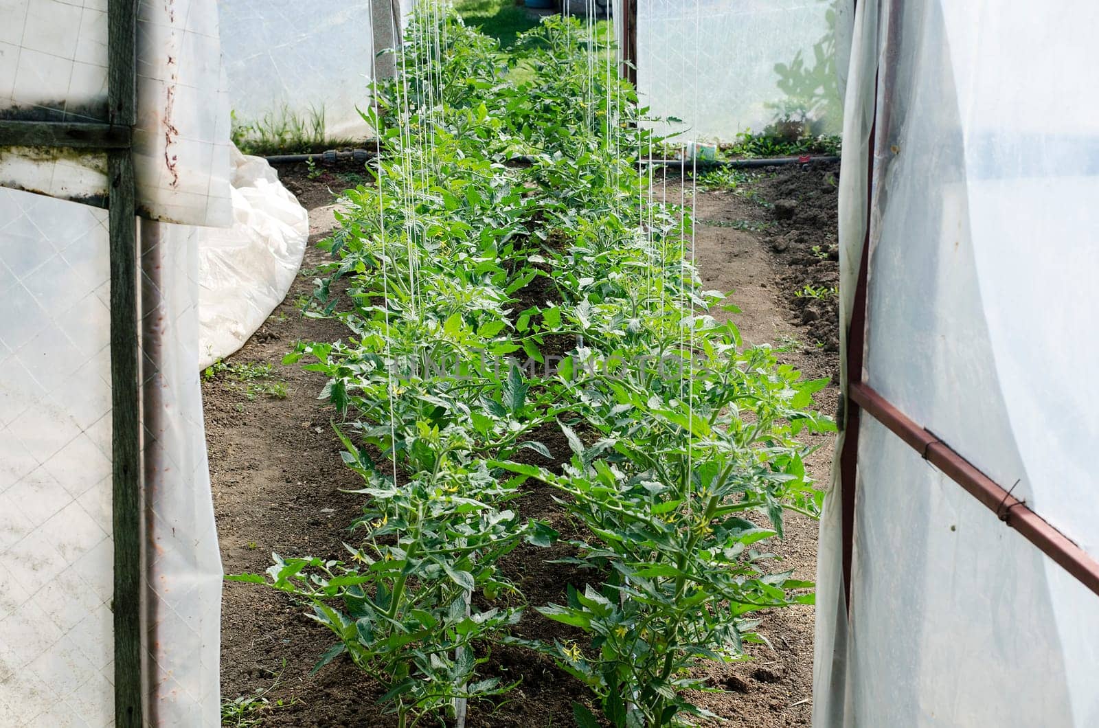 Newly planted tomato shoots in greenhouse