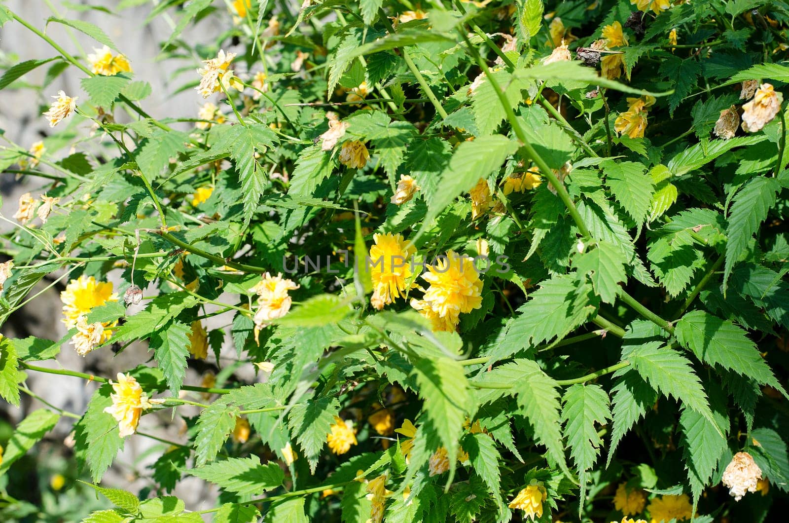 Yellow Rose on a bush in a garden