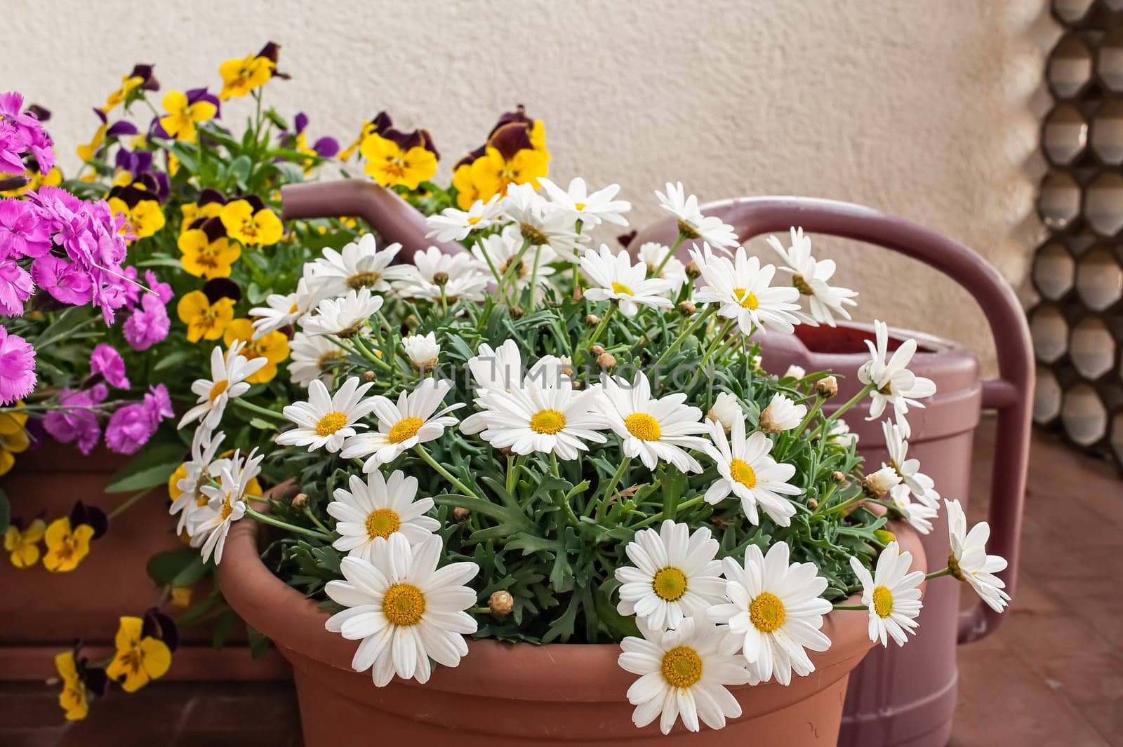 Vases of flowers grown on the terrace of an apartment and a watering can.