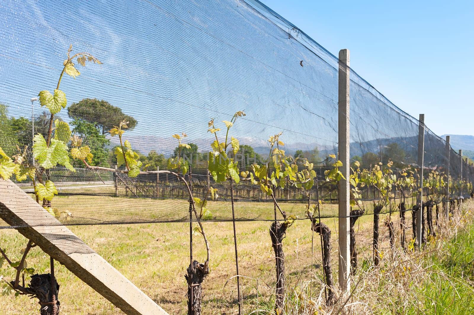Agriculture. Vineyard in spring.  Plants of vines covered by protective nets against hail and frost.