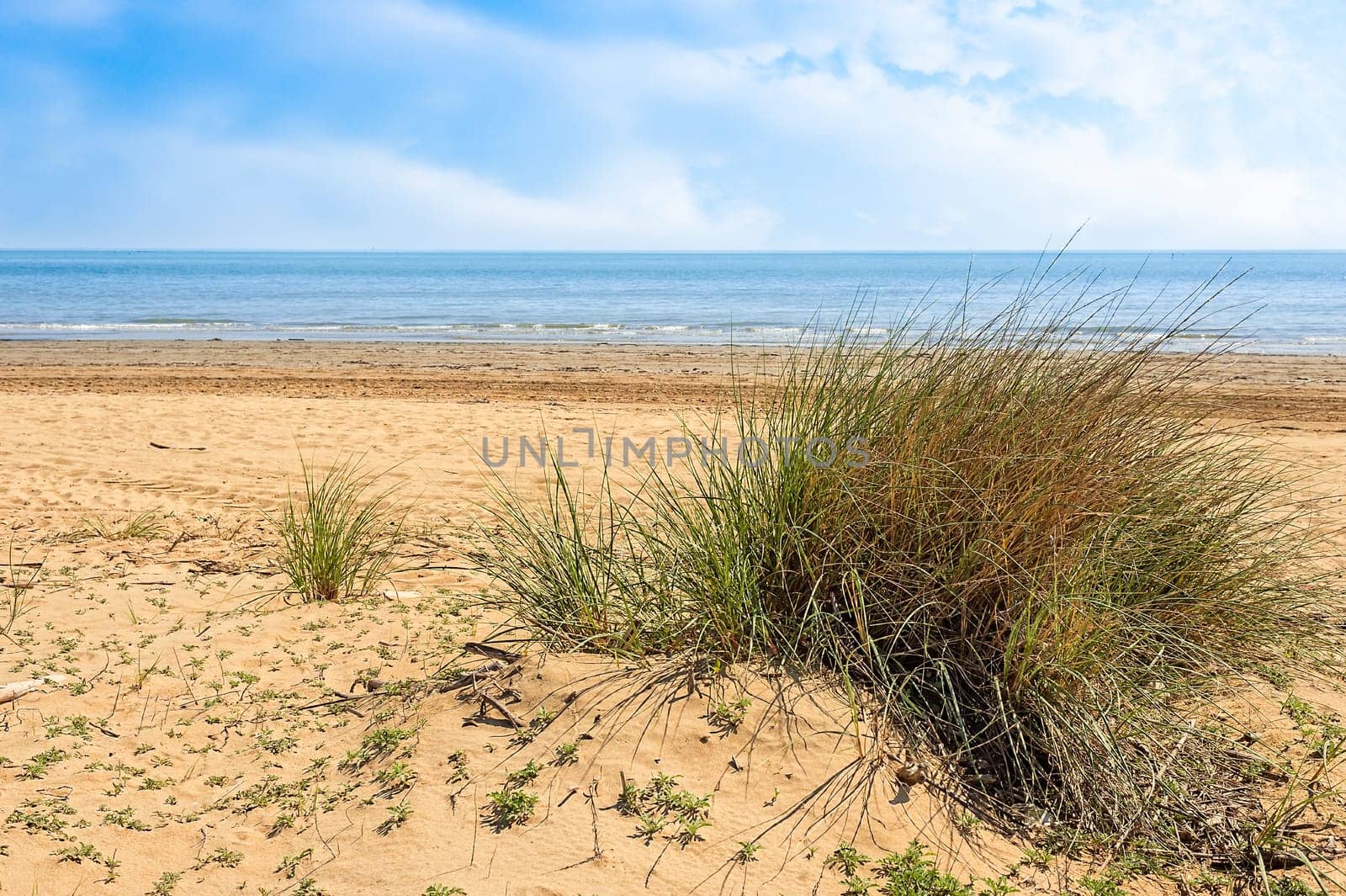 View of the beach. Plants growing on the dune. Sea and blue sky with clouds. Nice summer landscape.