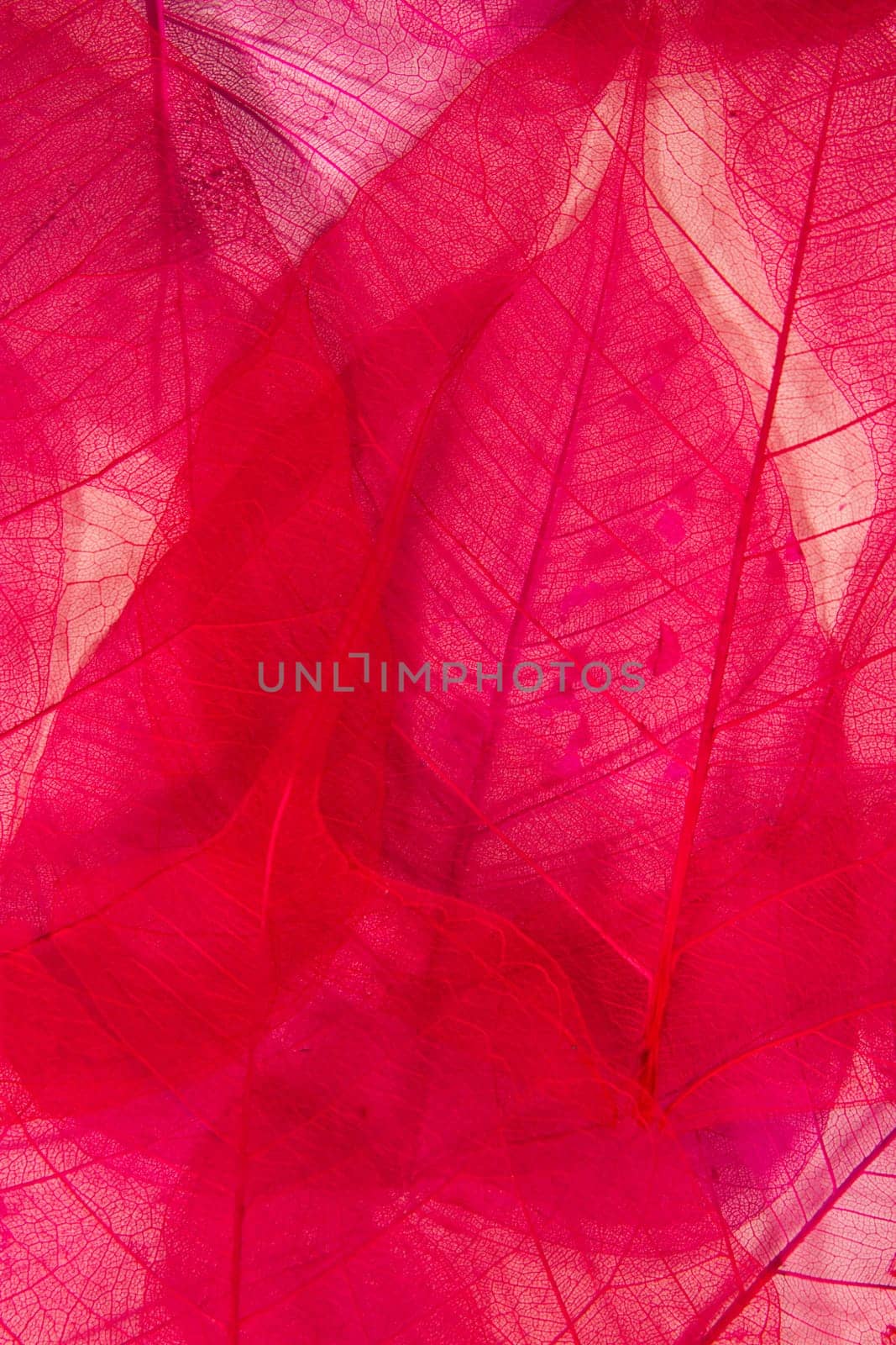red skeleton leaves