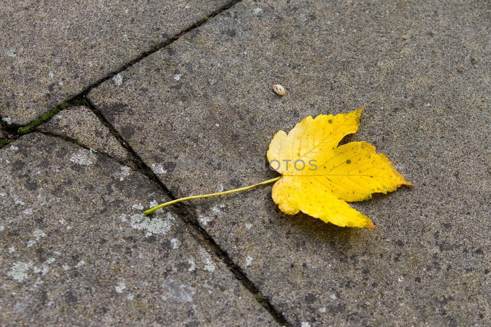 Autumn leaf on concrete