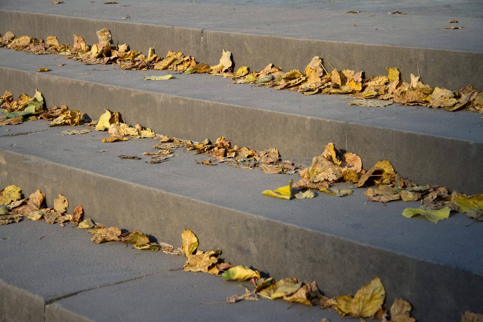 Autumn leaves on steps