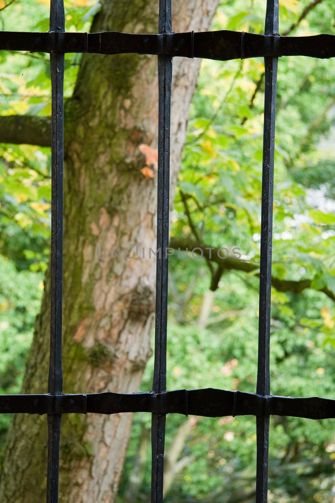 Tree behind bars