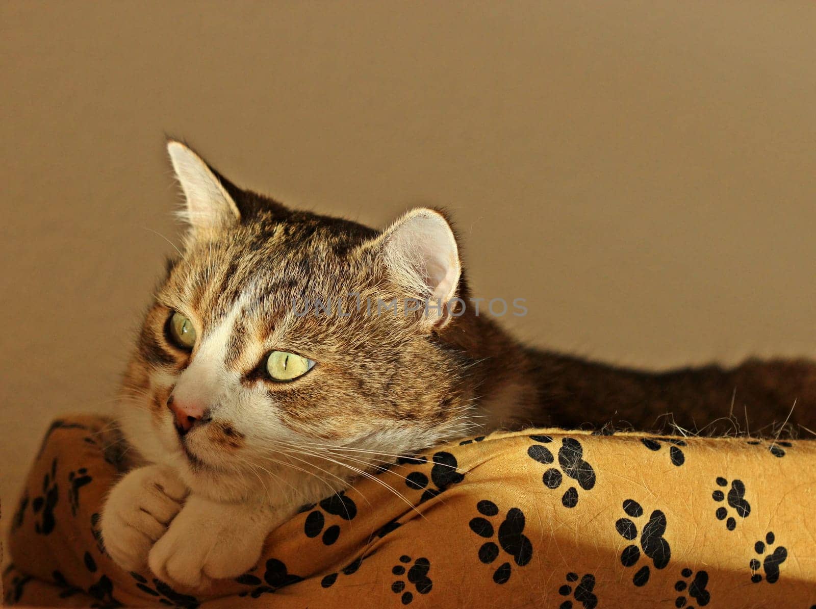kater paul enjoys the winter sun in a basket