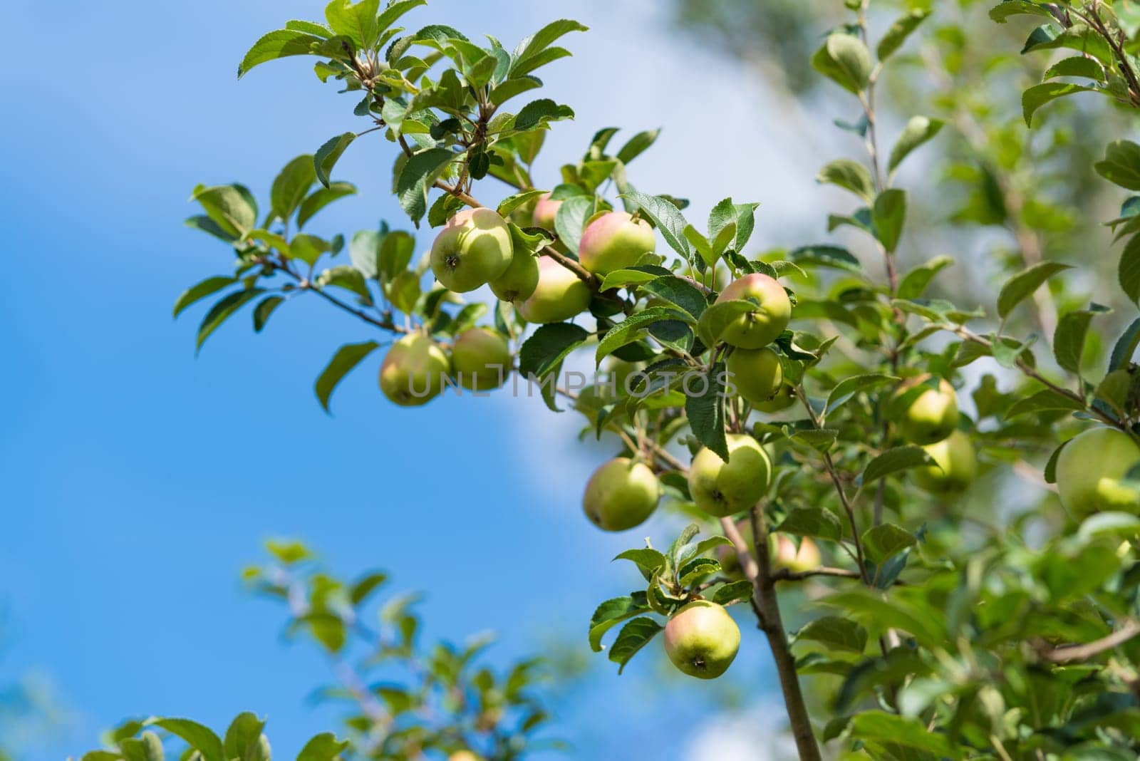 small green apples on a tree branch