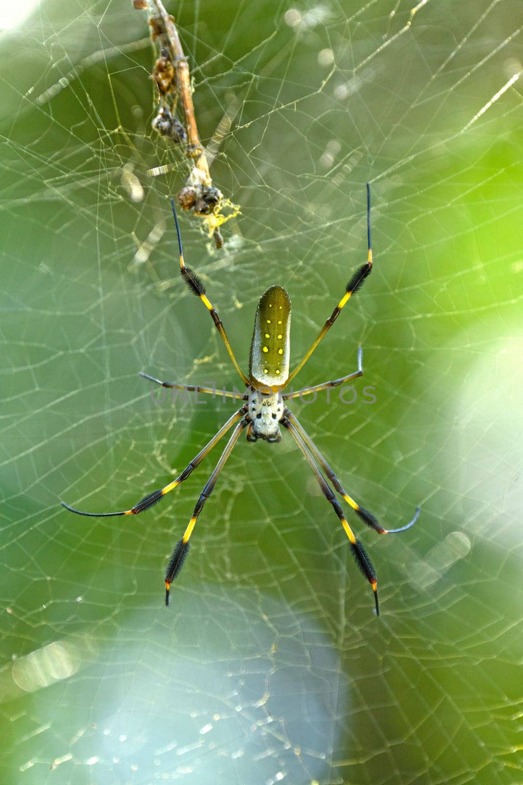 Golden Orb Spider in the Forest in Tortuguero National Park in Costa Rica