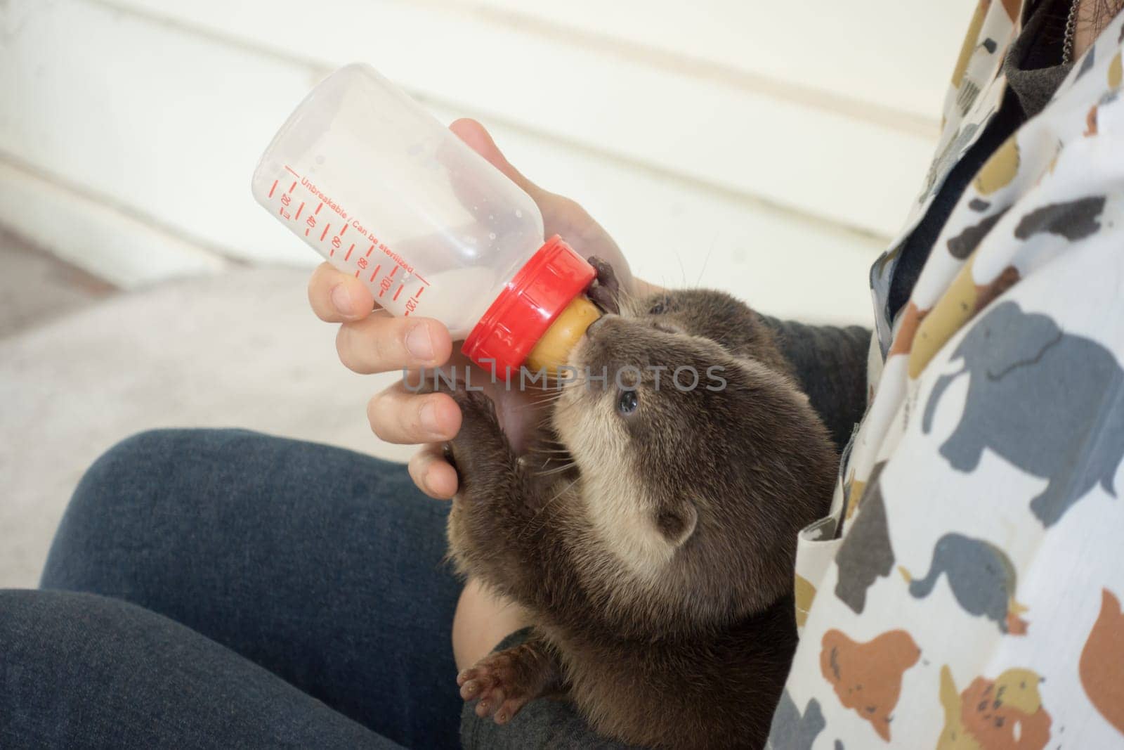 zookeeper feeding baby otter  with milk replacer