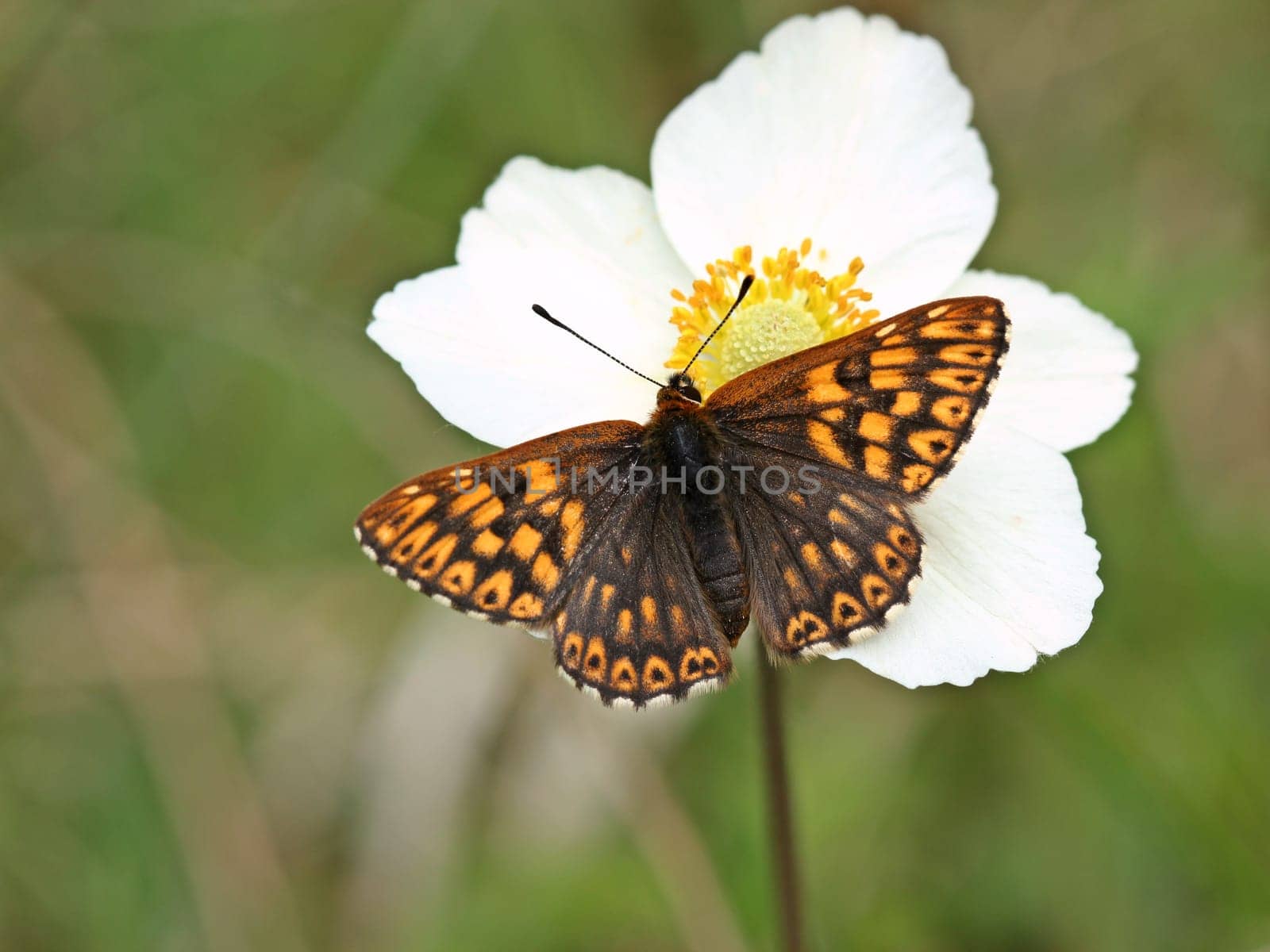 Keyflower Cube Butterfly (Hamearis lucina) on Anemone sylvestris[