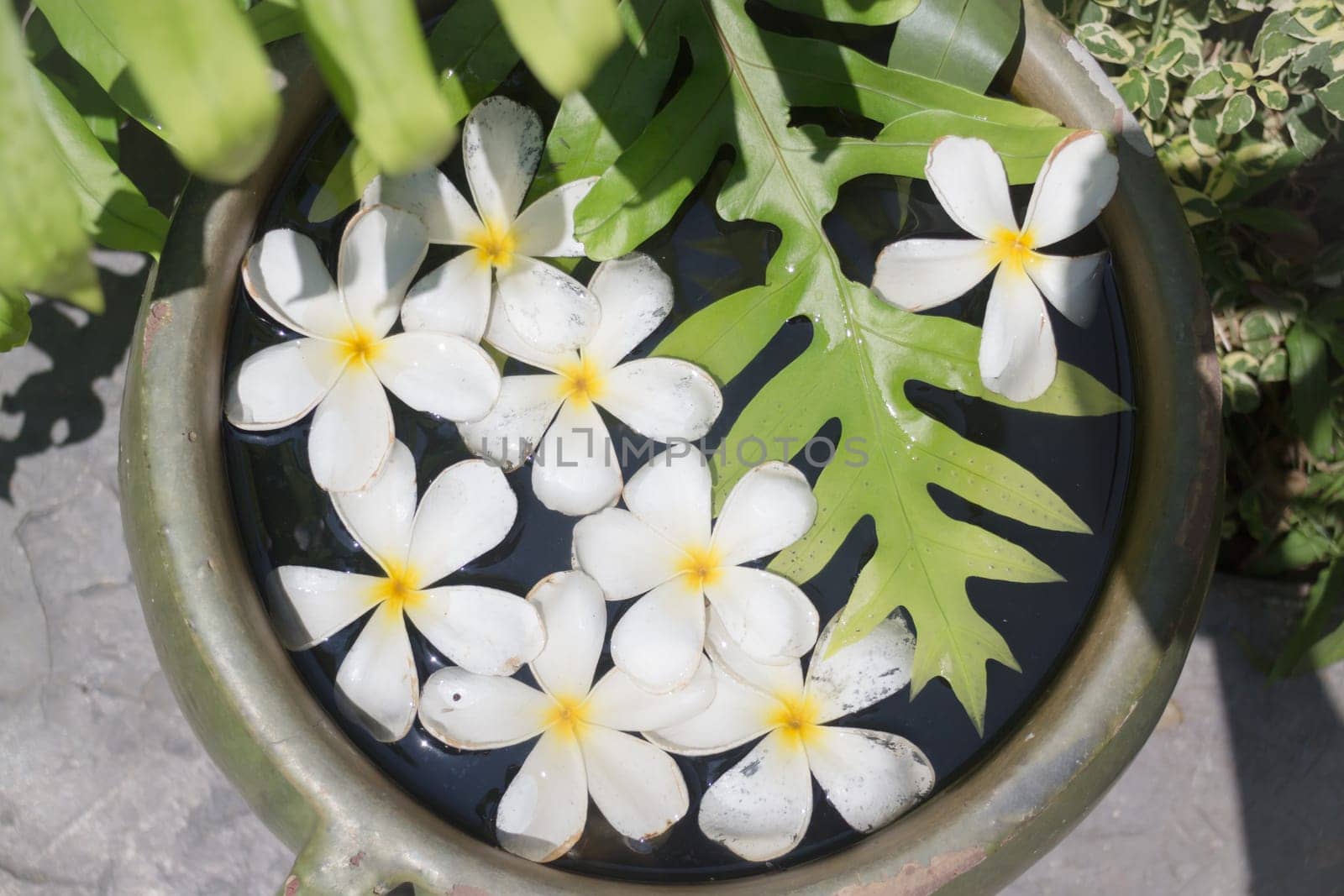 White Flowers Group On Water Bowl, stock photo