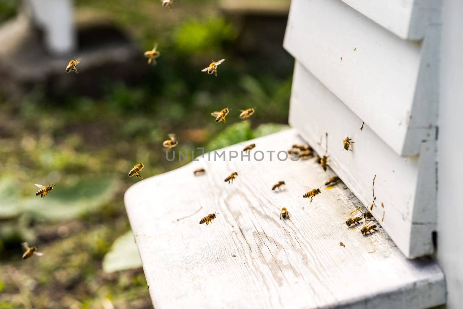 Close up of bees flying in and Out of their hives. Some of the bees carry golden pollen lumps on their legs