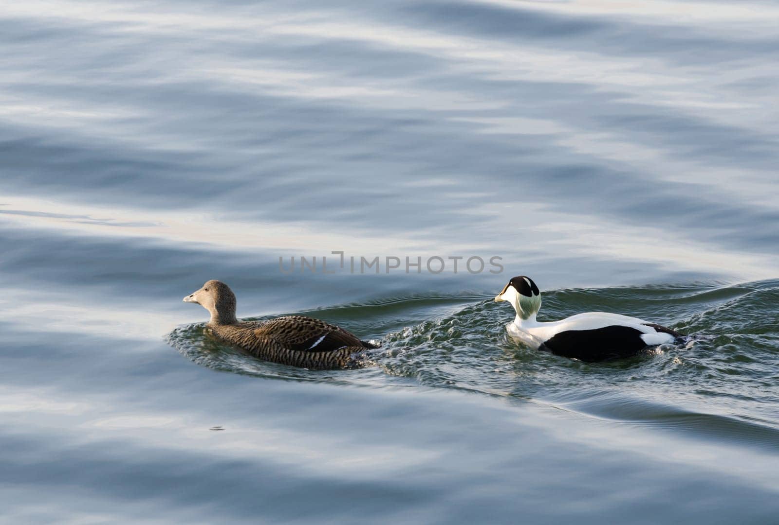 two beutiful eider one female and one male swim and look for food