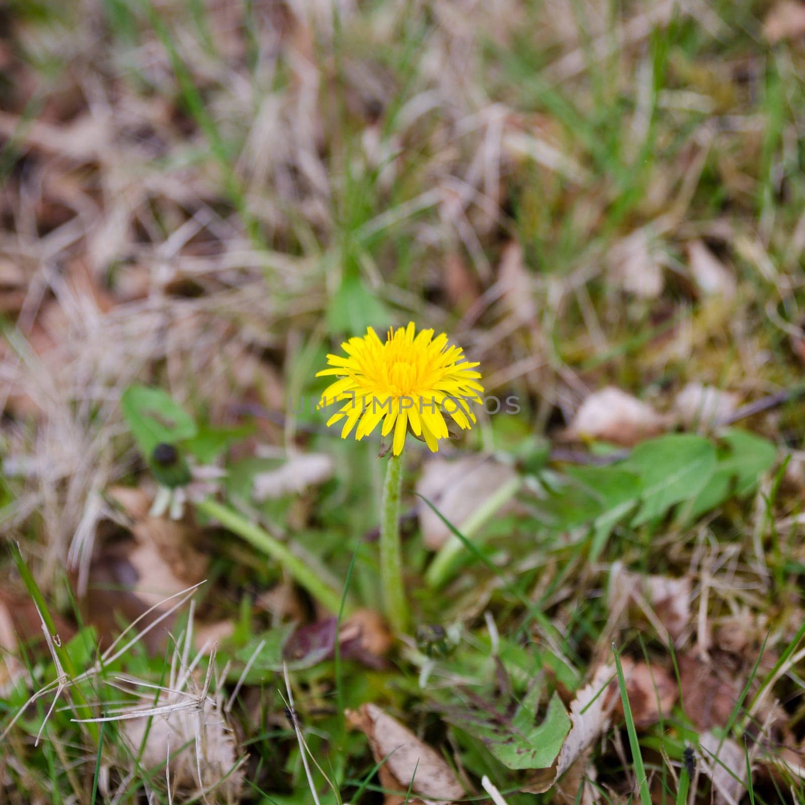one yellow and beutiful Dandelion stand in the graas