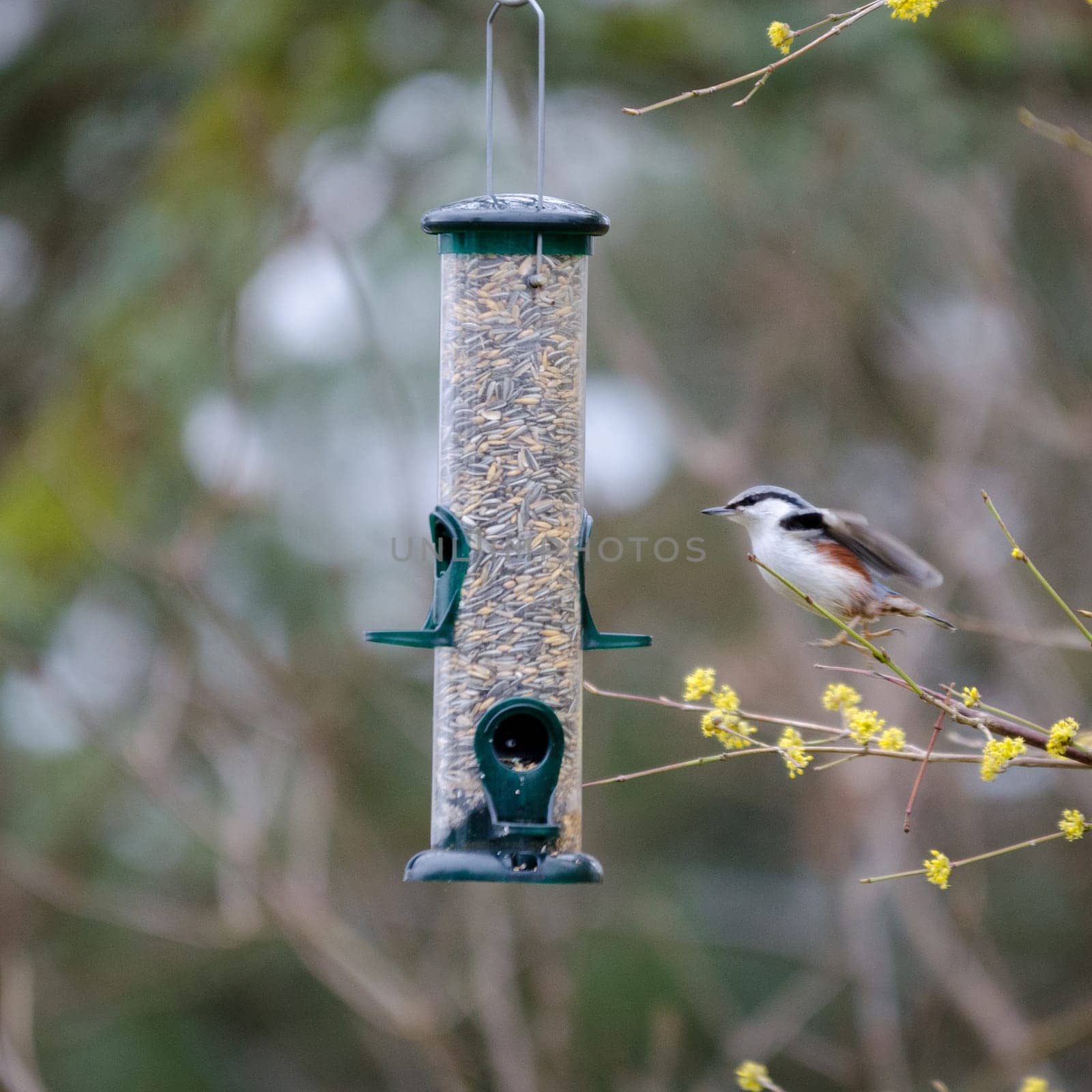 one bird on his way to the food