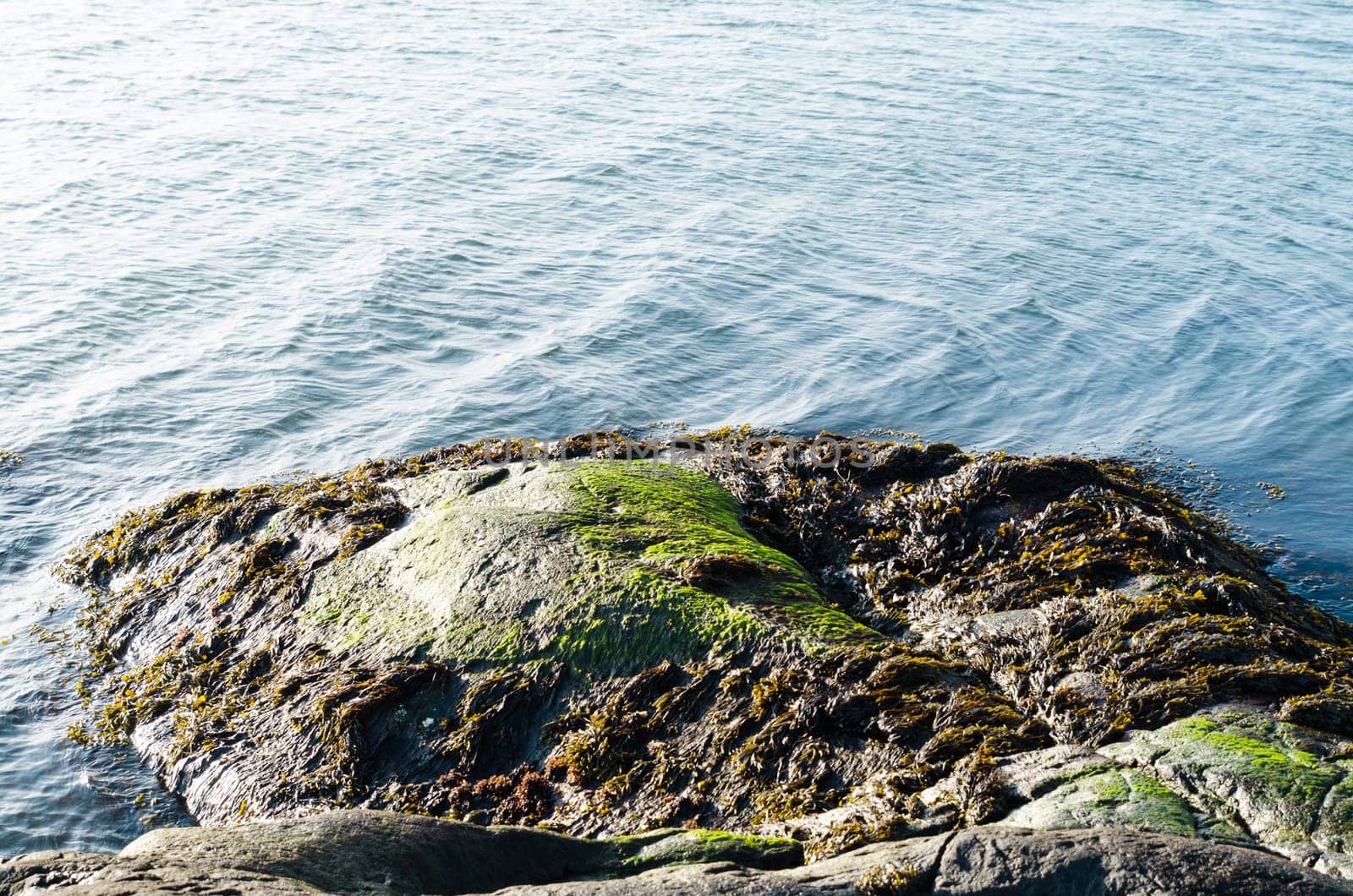The rock is full of green and brown slime from the ocean