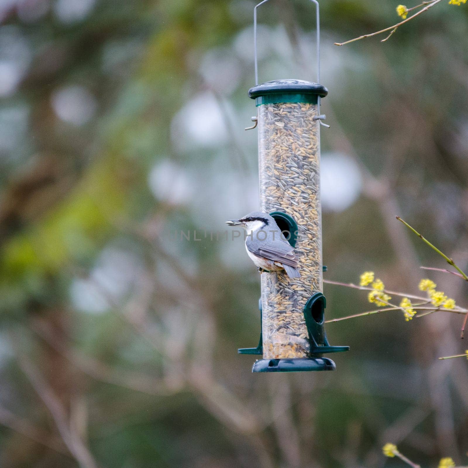 One wild nuthatch Sit in the three and eat seed