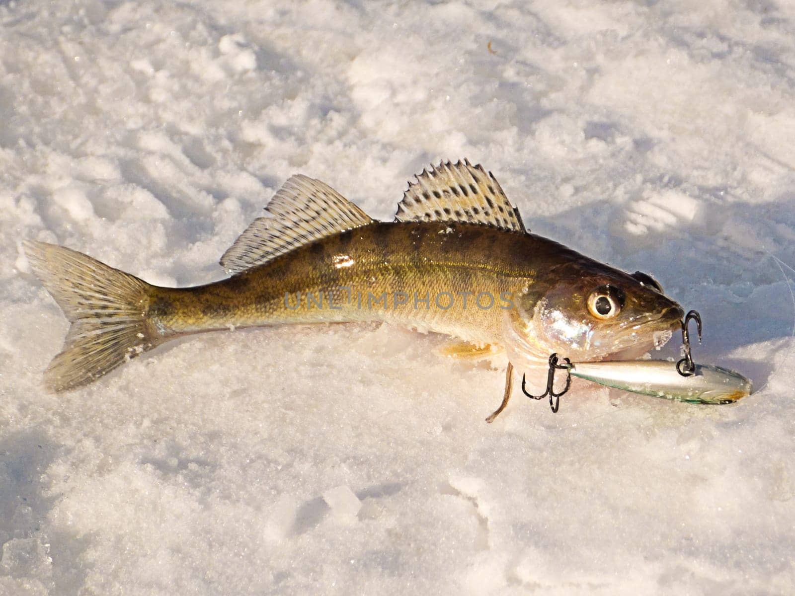 Pike perch on ice caught in the winter on a fishing tackle on the top Volga in Russia