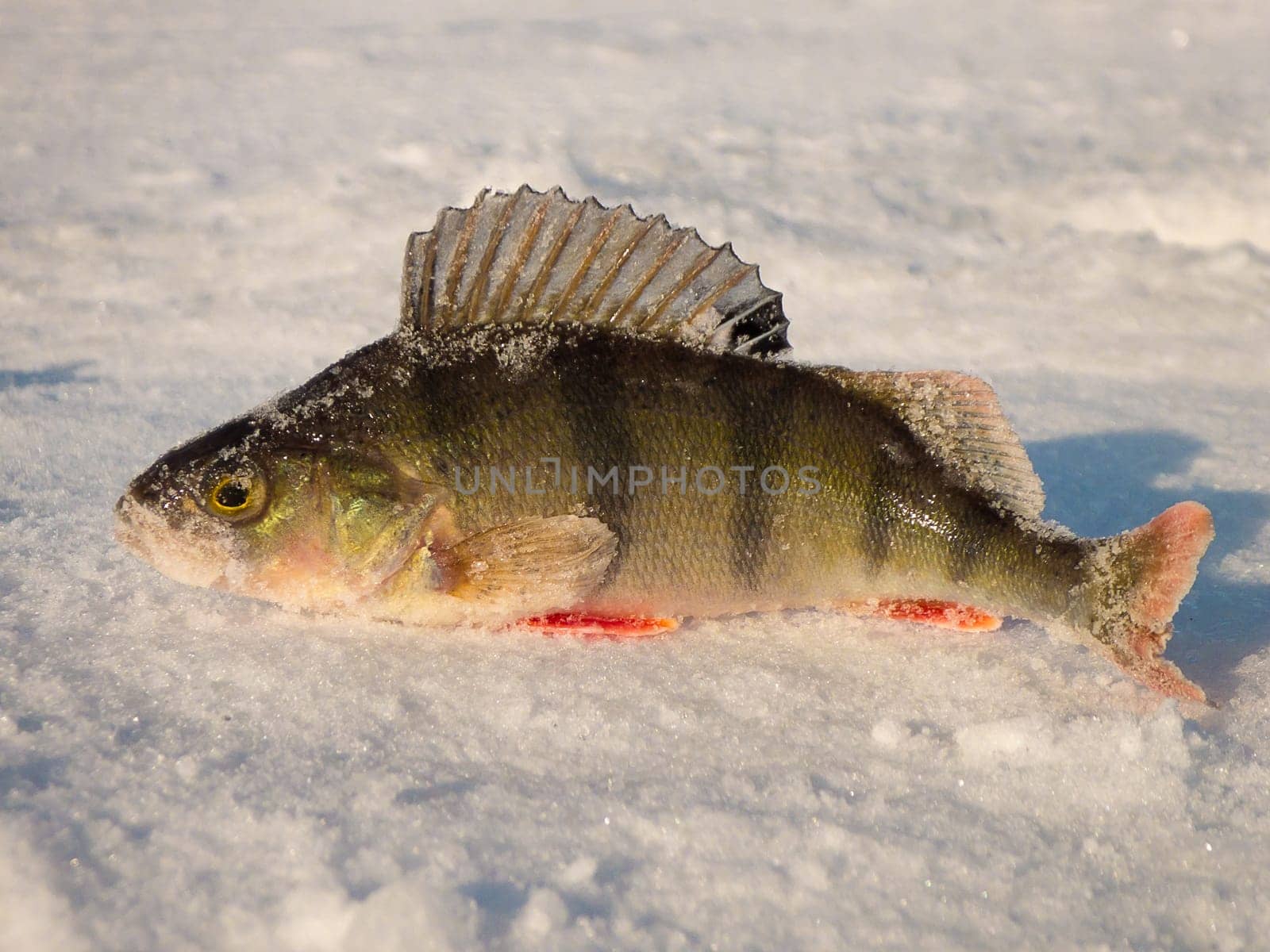 Perch on ice caught in the winter on a fishing tackle on the top Volga in Russia