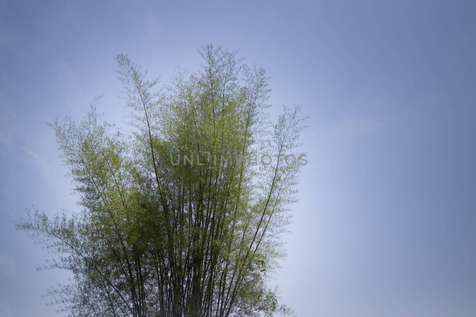 Bamboo Tree On Blue Sky, stock photo