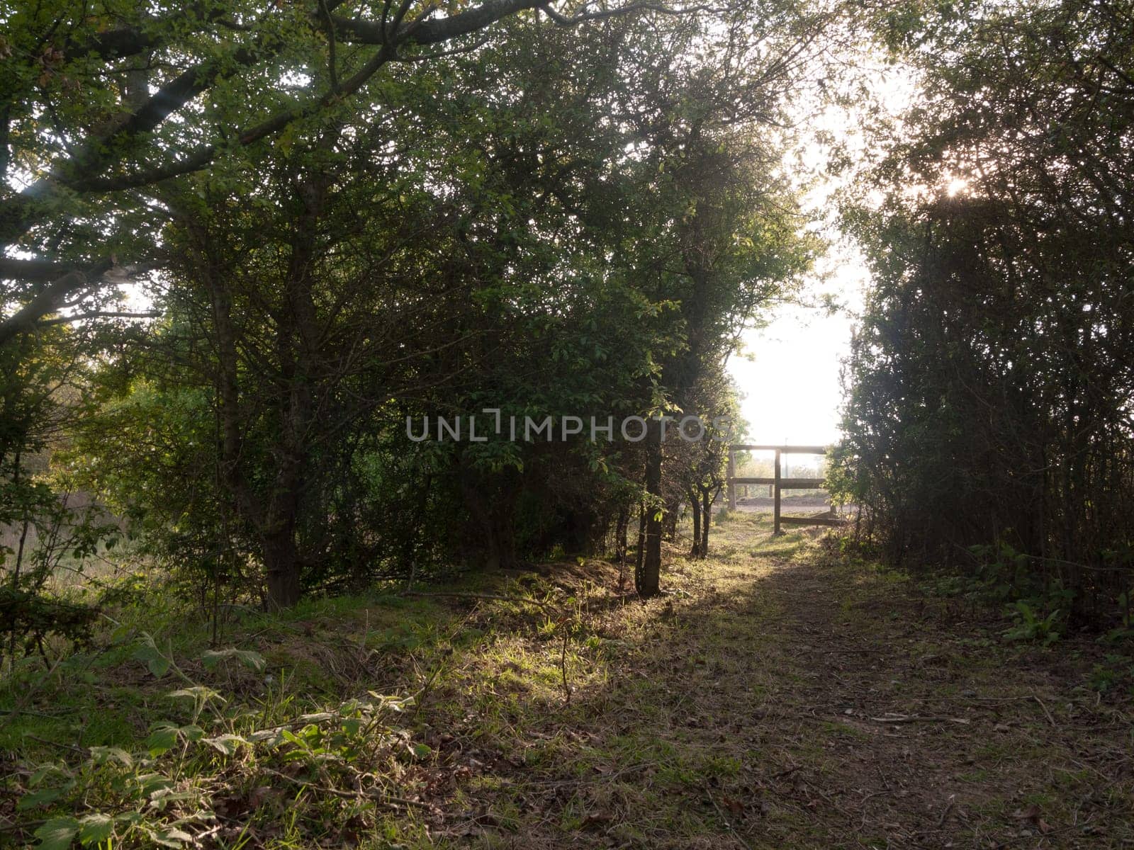 lush archway through nature countryside to walk and ramble through with wooden gate entrance peaceful and serene day