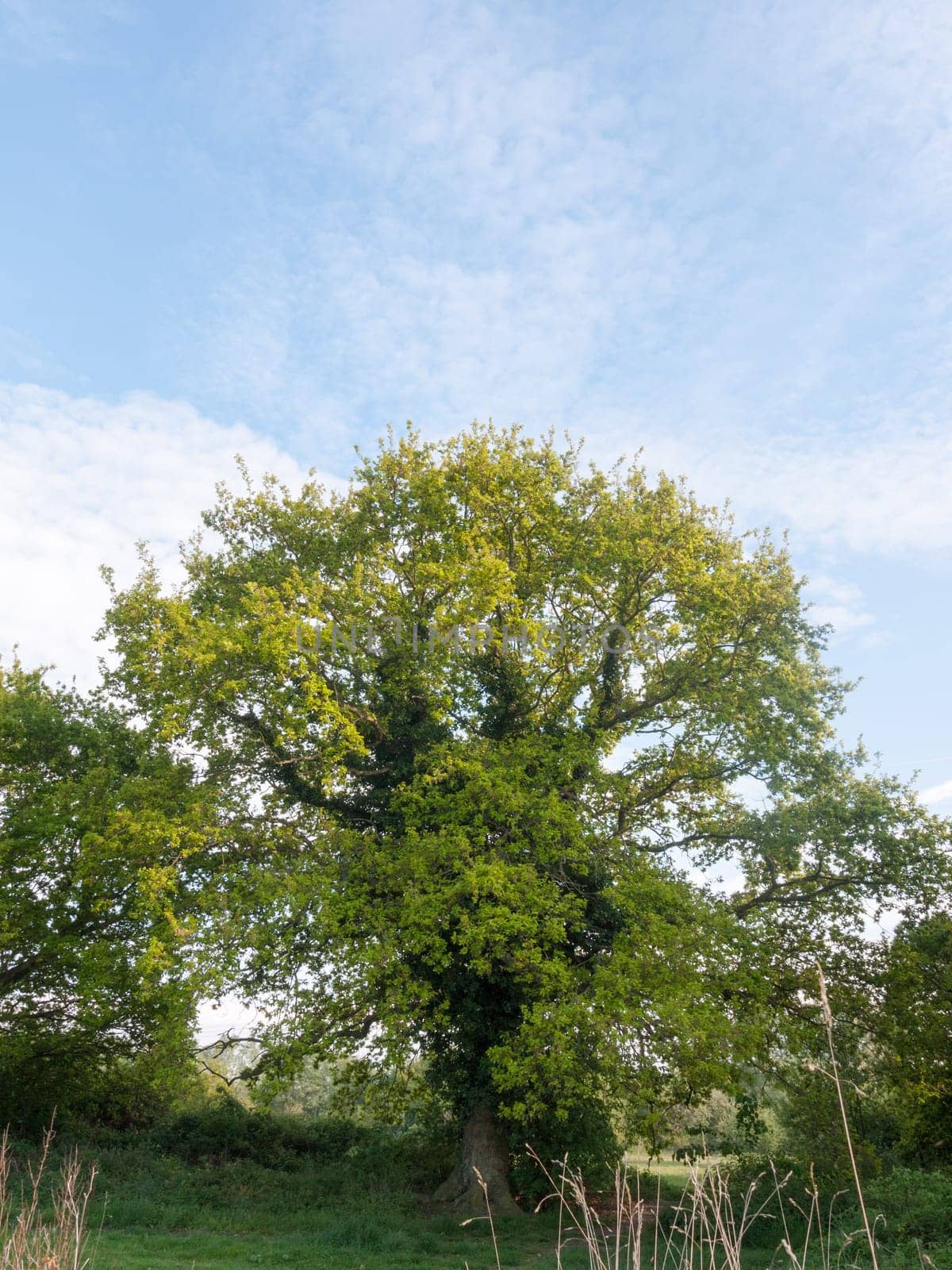 a lovely ripe tree fresh with green leaves nature beauty growing outside spring