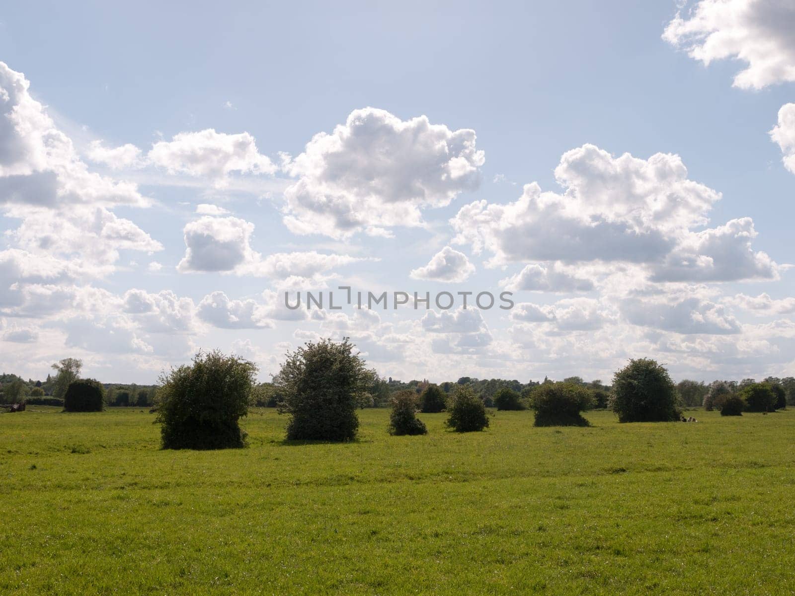 a summer countryside scene outside in essex england of the uk with a row of plants and trees sticking up and lots of grass and clear weather beautiful and pretty