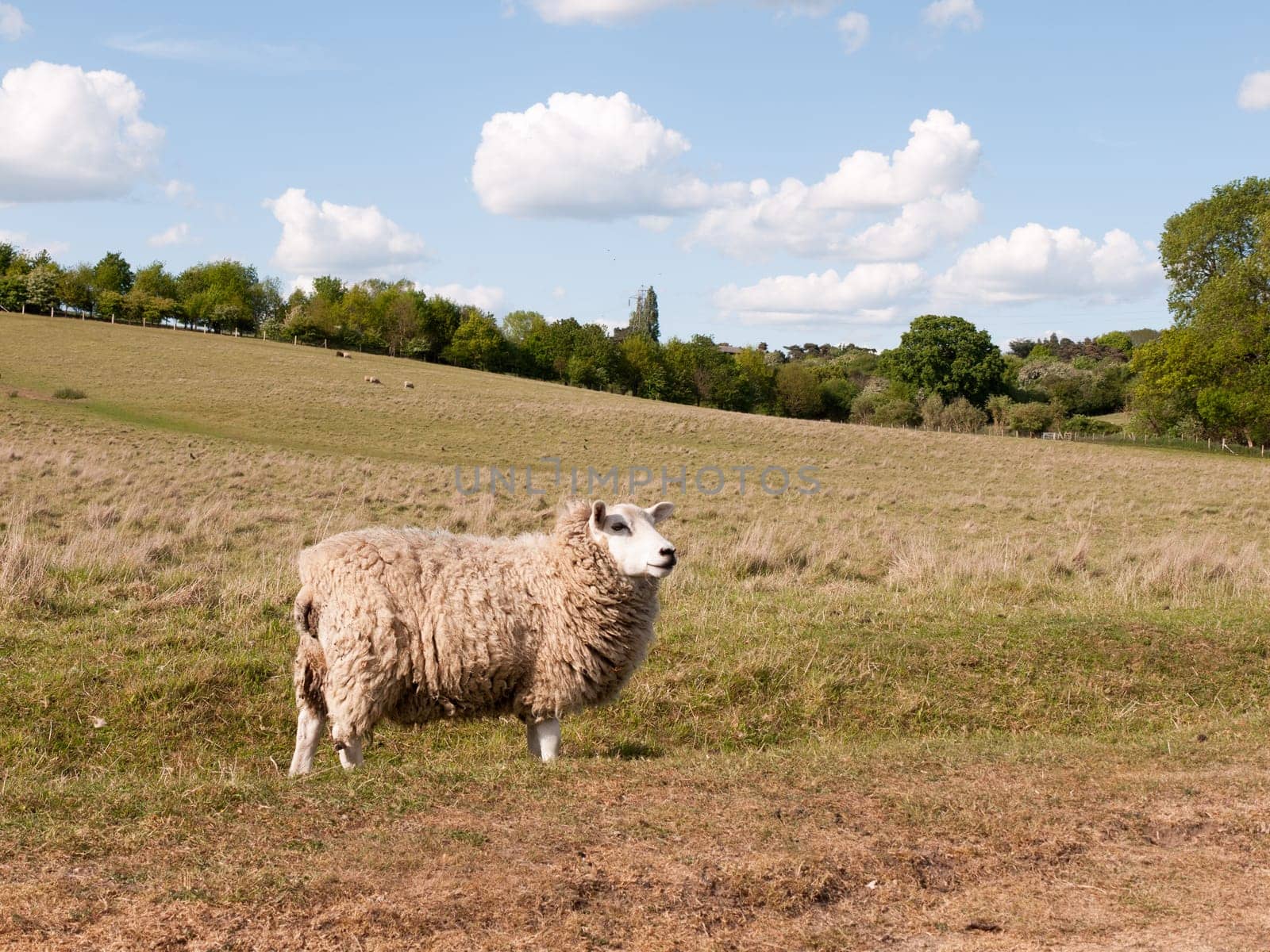 a sheep resting and standing in the field outside in the uk up close in essex of constable country of the uk white and fluffy looking at camera in the summer afternoon