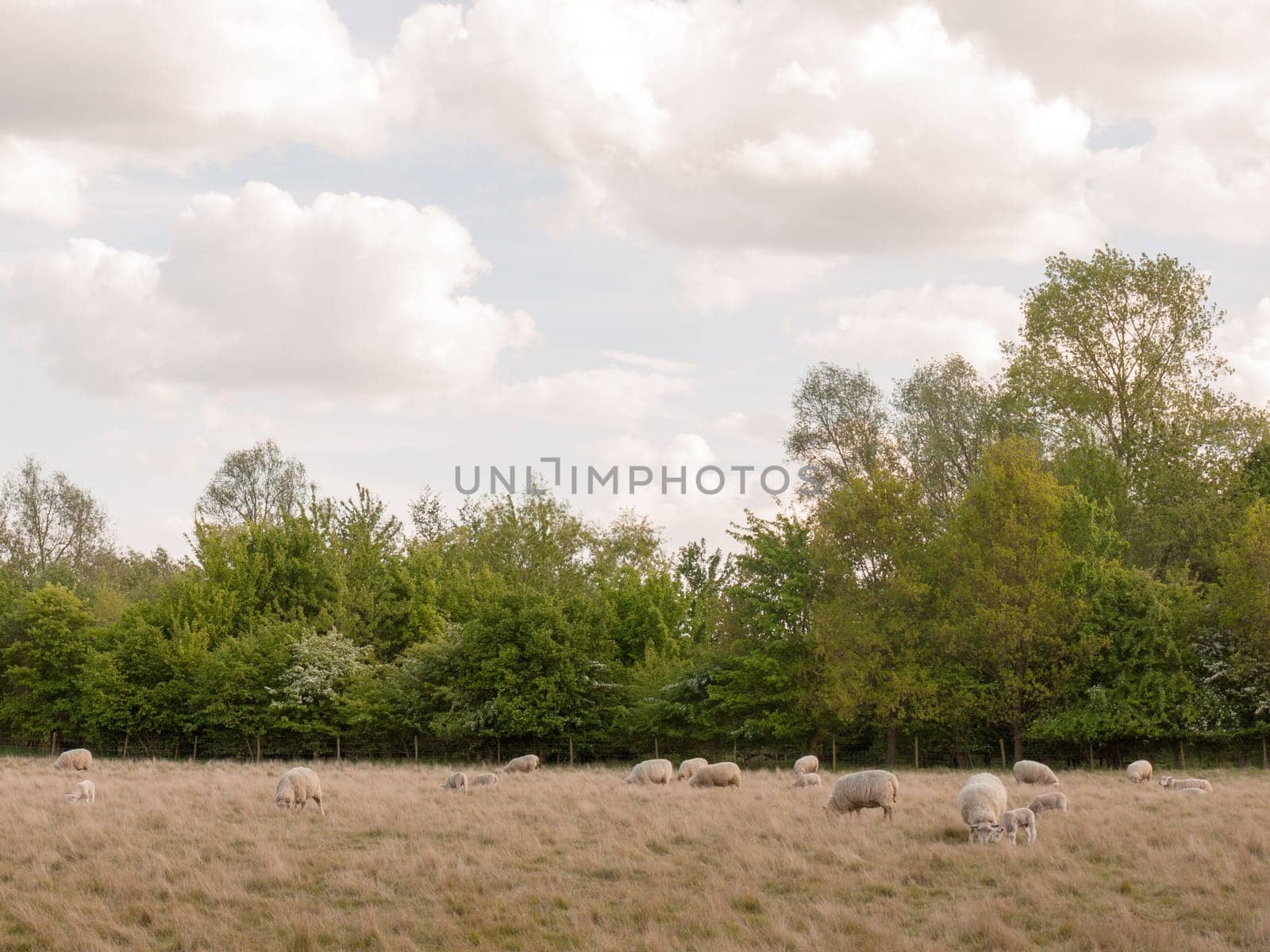 sheep outside in the country walking and resting in the summer light in day time afternoon in essex england of the uk very white and cute with nice hot weather