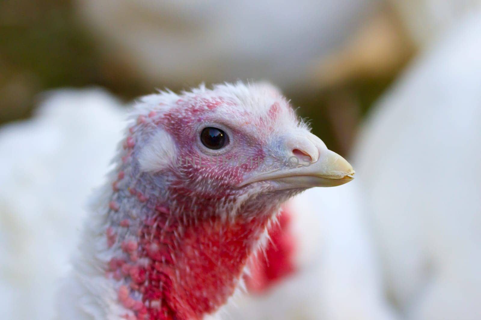 Turkeys from a Hessian free-range farm