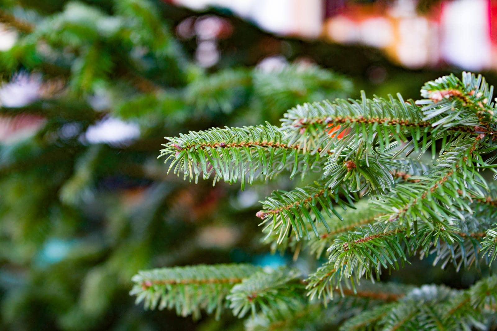 Green fir branch in detail
