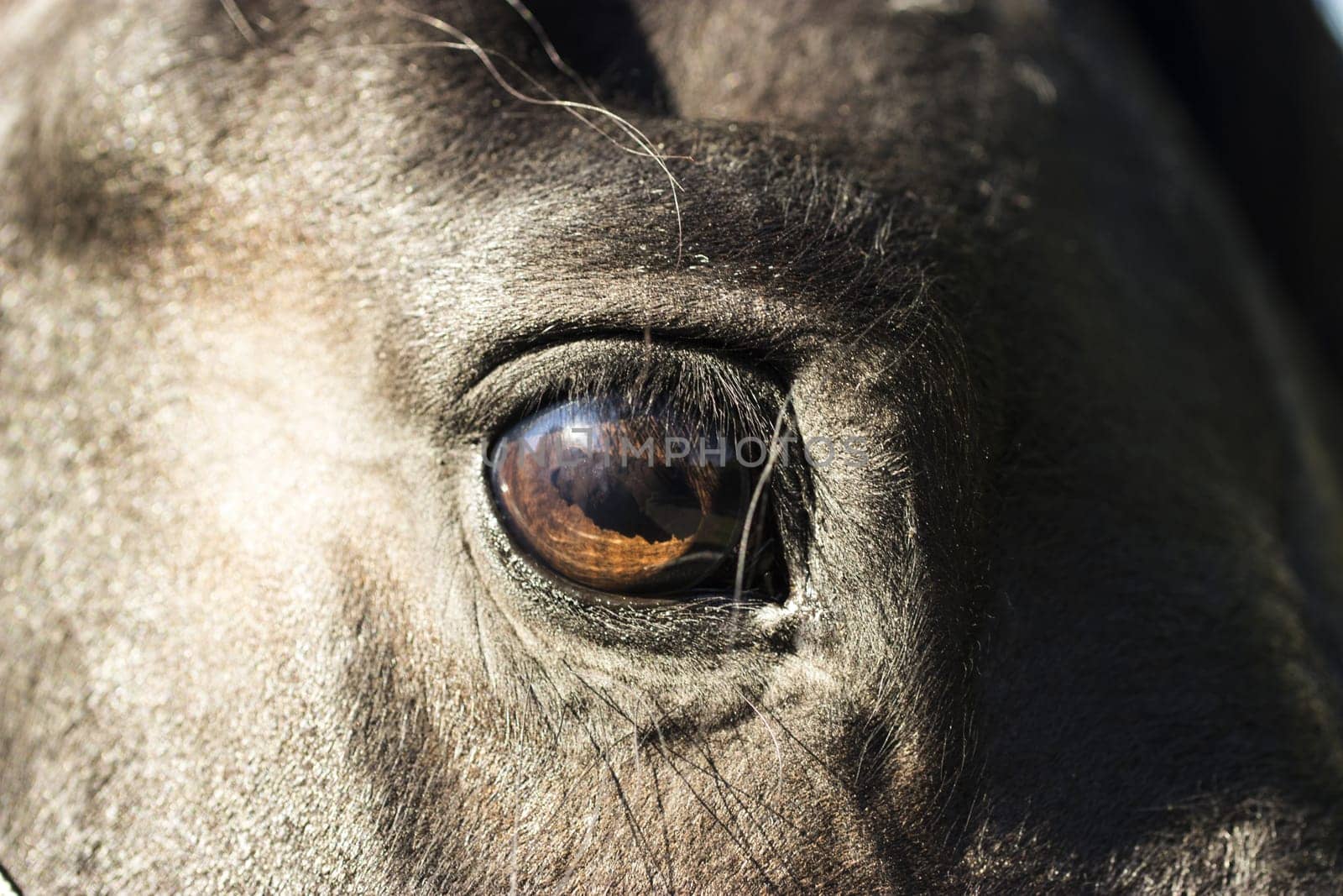Eye of a horse in detail